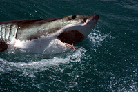 Velký bílý žralok - safari na lodi